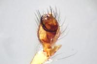 Metellina mengei