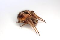 Agalenatea redii