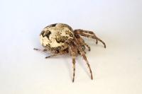 Larinioides cornutus