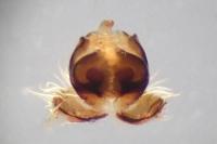Larinioides cornutus