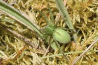 Micrommata ligurina