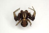 Xysticus cristatus