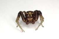 Xysticus cristatus