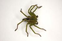 Micrommata ligurina