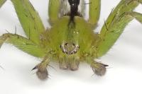 Micrommata ligurina