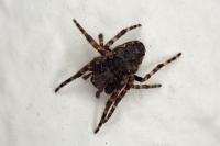 Nuctenea umbratica