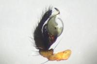 Frontinellina frutetorum