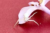 Misumena vatia