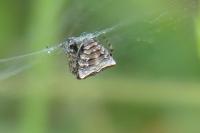 Gibbaranea bituberculata