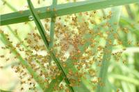 Araneus diadematus