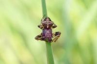 Gibbaranea bituberculata