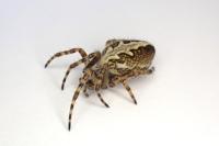 Aculepeira ceropegia