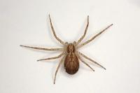 Philodromus dispar