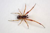 Anelosimus vittatus
