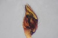 Anelosimus vittatus