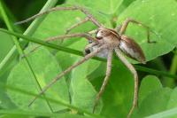 Pisaura mirabilis