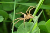 Pisaura mirabilis