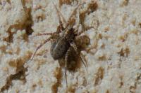 Pardosa