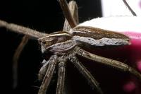 Pisaura mirabilis