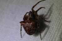 Gibbaranea bituberculata