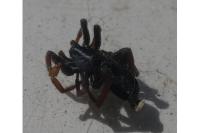 Trachyzelotes pedestris