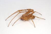 Metellina mengei