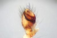 Metellina mengei