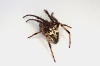 Larinioides cornutus