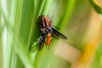 Philaeus chrysops