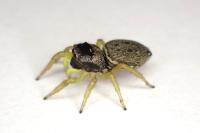 Heliophanus flavipes