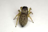 Heliophanus flavipes