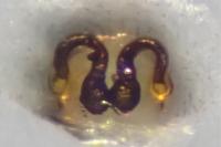 Heliophanus flavipes