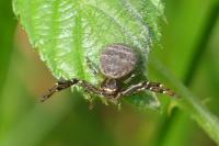 Xysticus