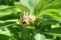 Xysticus