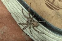 Zoropsis spinimana