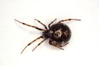 Steatoda triangulosa