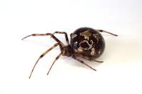 Steatoda triangulosa