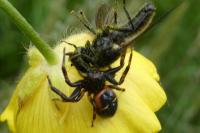 Synema globosum