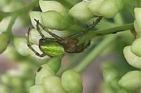 Araniella