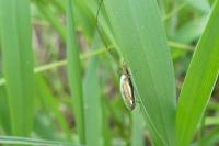 Tetragnatha