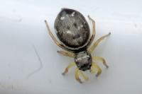 Heliophanus