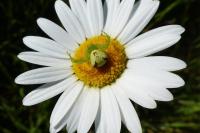 Ebrechtella tricuspidata