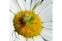 Ebrechtella tricuspidata