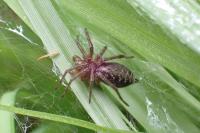 Agelena labyrinthica