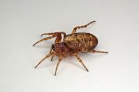 Cercidia prominens