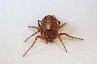 Cercidia prominens