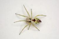 Nigma puella