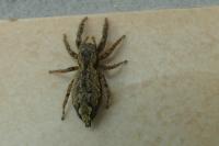 Marpissa muscosa