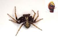 Xysticus cristatus