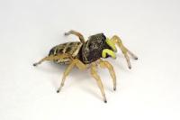 Heliophanus cupreus